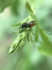 Eucharitidae