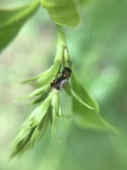 Eucharitidae