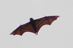 Pteropus poliocephalus