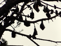 Pteropus poliocephalus