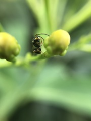 Eucharitinae