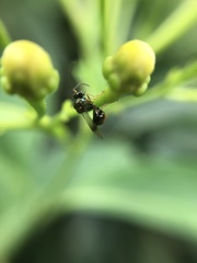 Eucharitinae