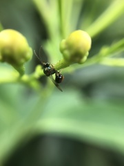 Eucharitinae