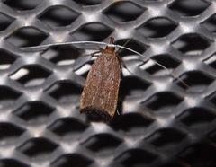 Lecitholaxa thiodora