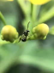Eucharitinae