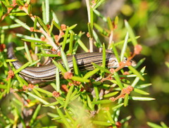 Pseudemoia pagenstecheri