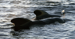 Globicephala melas