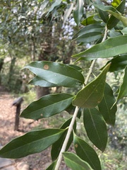 Osmanthus enervius