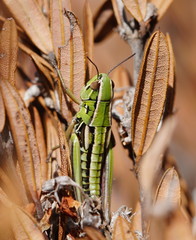 Kosciuscola usitatus