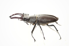 Lucanus cervus akbesianus