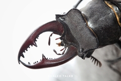 Lucanus cervus akbesianus