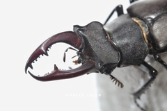 Lucanus cervus akbesianus