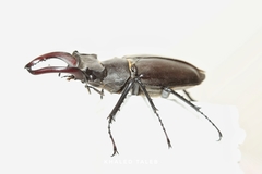 Lucanus cervus akbesianus