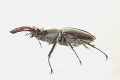 Lucanus cervus akbesianus