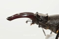 Lucanus cervus akbesianus