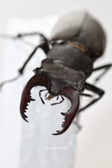 Lucanus cervus akbesianus