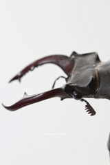 Lucanus cervus akbesianus