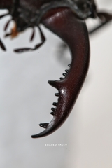 Lucanus cervus akbesianus