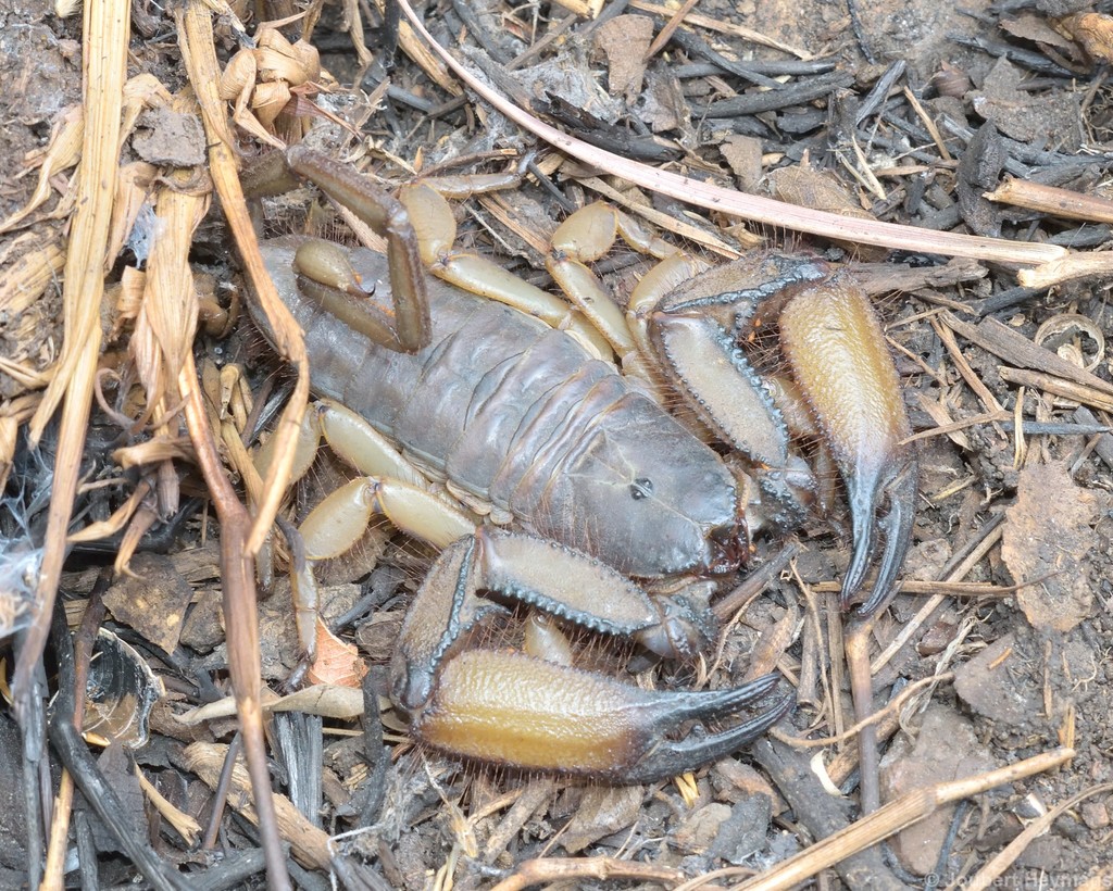 Harmonius Rock Scorpion