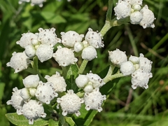 Parthenium hispidum