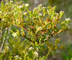 Diosma sabulosa