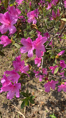 Rhododendron pulchrum phoeniceum