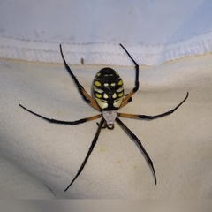 Argiope aurantia