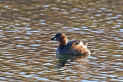 Tachybaptus ruficollis