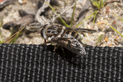 Scaptia tricolor