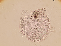 Coscinodiscales