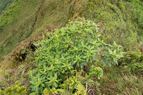 Scaevola mollis