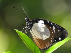 Amauris ochlea ochlea