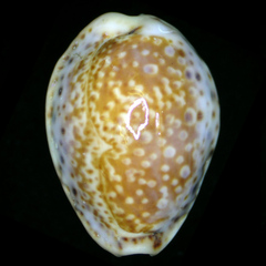 Naria acicularis