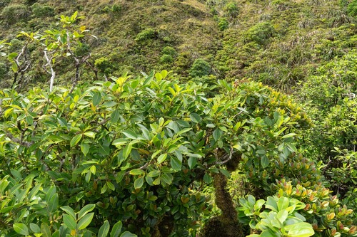 Polyscias gymnocarpa