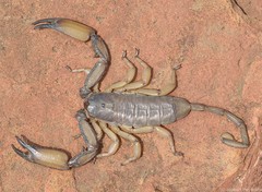 Hadogenes longimanus