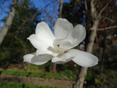 Magnolia loebneri
