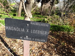 Magnolia loebneri