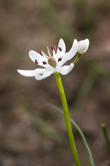 Burchardia multiflora