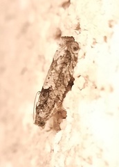 Pseudexentera knudsoni