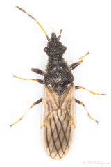 Microplax interrupta