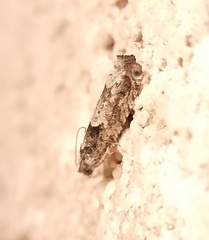 Pseudexentera knudsoni