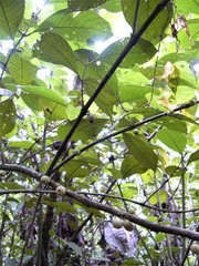 Siparuna pauciflora image