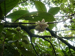 Siparuna pauciflora