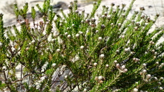 Trichocephalus stipularis