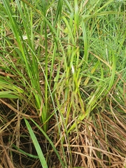 Carex geminata