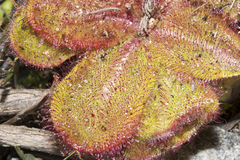 Drosera collina