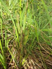 Carex geminata