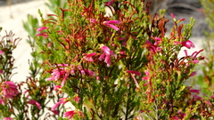Erica versicolor