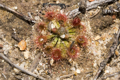 Drosera miniata