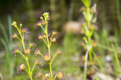 Drosera porrecta